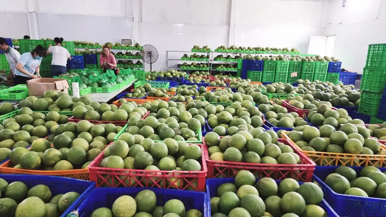 Fresh Pomelo - Super Sweet Juicy Healthy Fresh Pomelo with Thick Meat and Natural Sweet from Viet Nam