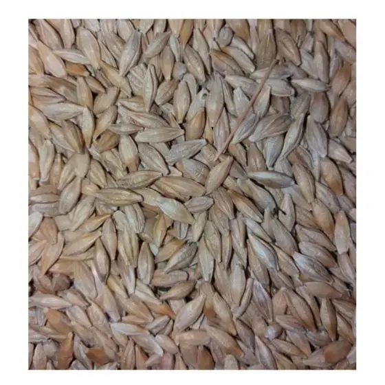 Organic Farm Rye Grains
