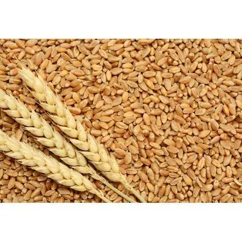 High Quality Wheat Grain From Russia