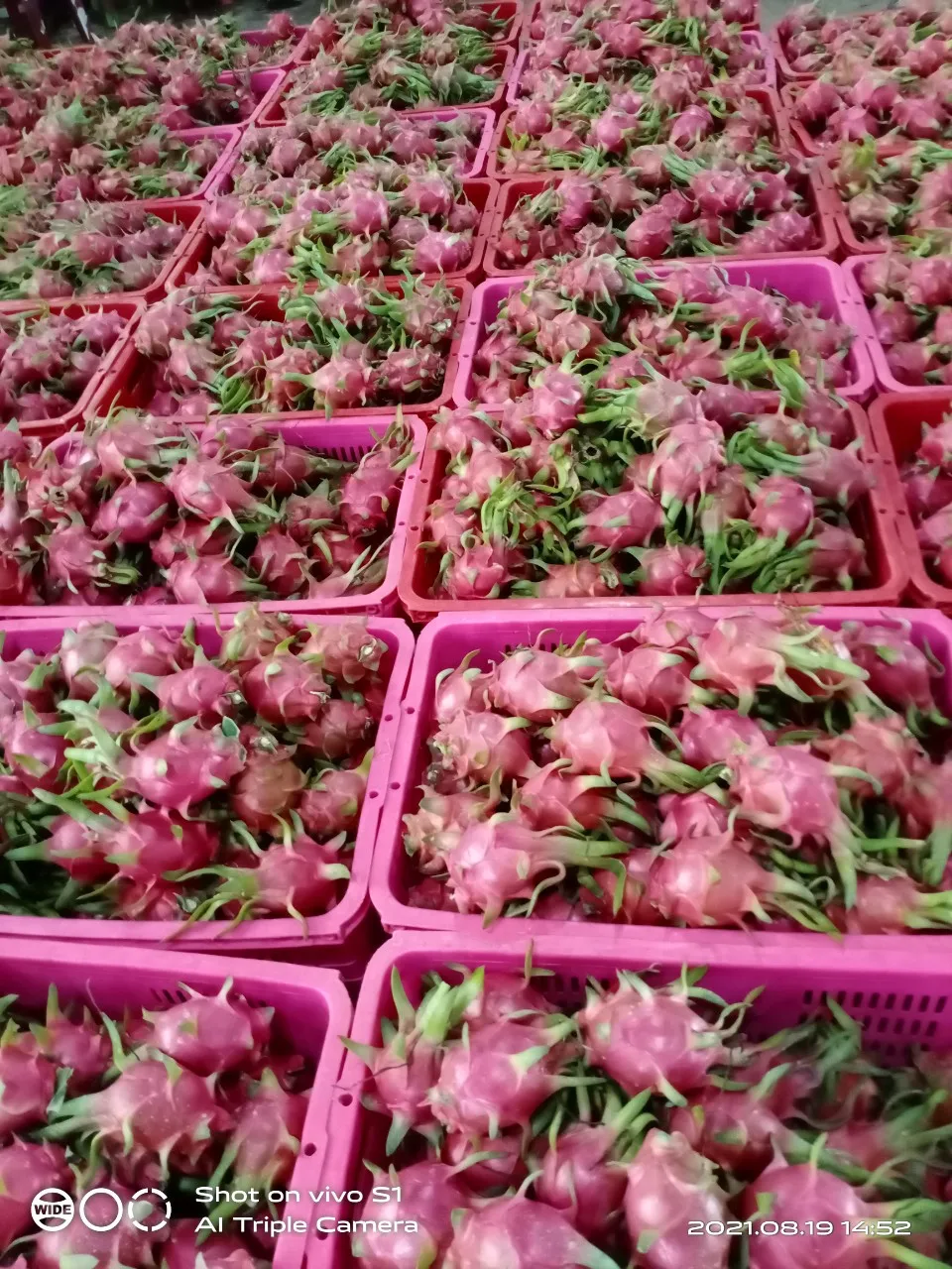 FRESH DRAGON FRUIT IS SOLD TO TRADER IN INDIA +84 348130861