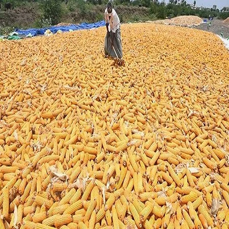 Dried Yellow Corn - Maize Dry For Animal Feed