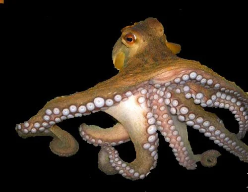 All size Fresh octopus whole year around with price quotations