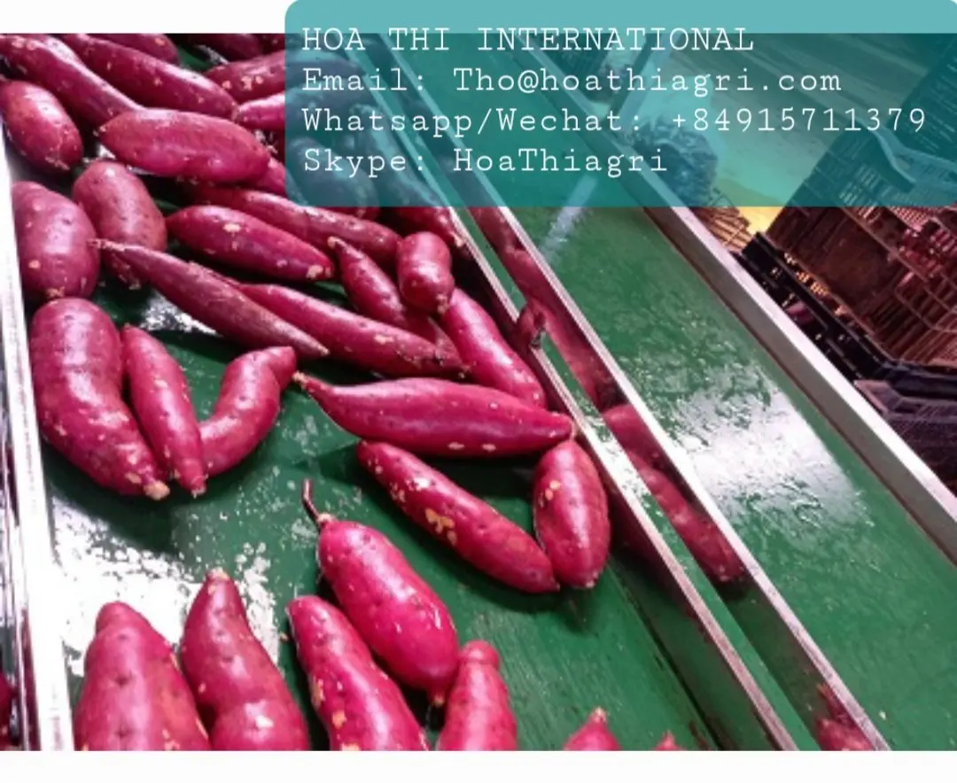 Carton Boxes Common Cultivation Type 100% Natural 170-450kg High Quality  Sweet Potato Origin From Vietnam