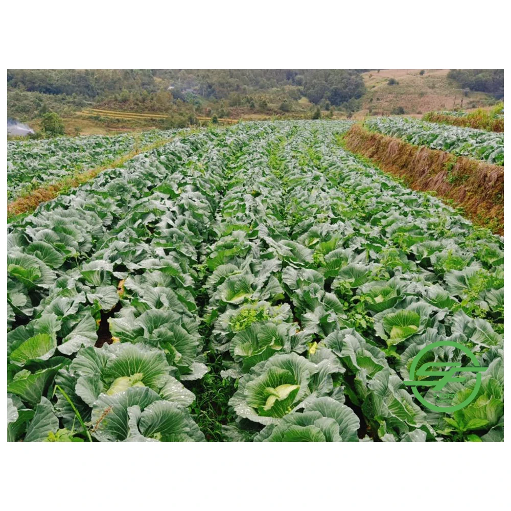 Оптовая продажа свежей капусты хорошие цены