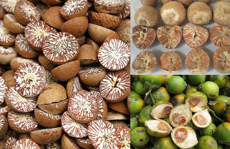 ATL GLOBAL - 100% NATURAL DRIED BETEL NUT WITH HIGH QUALITY FROM VIETNAM ( Whatsapp: +84975262928, Helen)