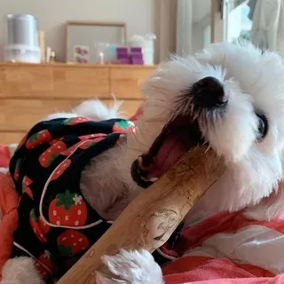 Very cheap supplier COFFEE WOOD CHEWABLE STICK DOG no artificial additives safe