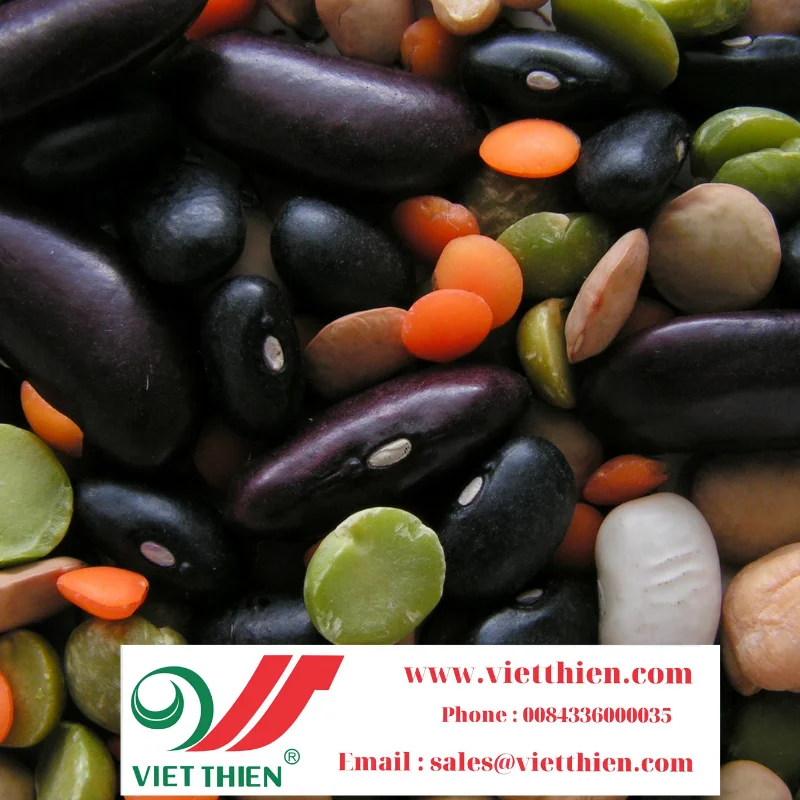 
Black bean with green yolk grown in Vietnam is a cheap quality food that brings golden health and cures many diseases 