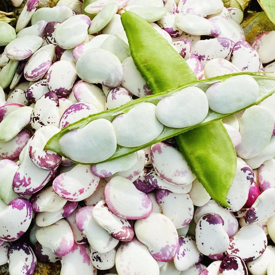 
2019 New Crop South Lima Beans 
