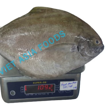 
(NEW PRODUCT) Fish Product Type FROZEN BLACK POMFRET ON SALES From VAFCO 
