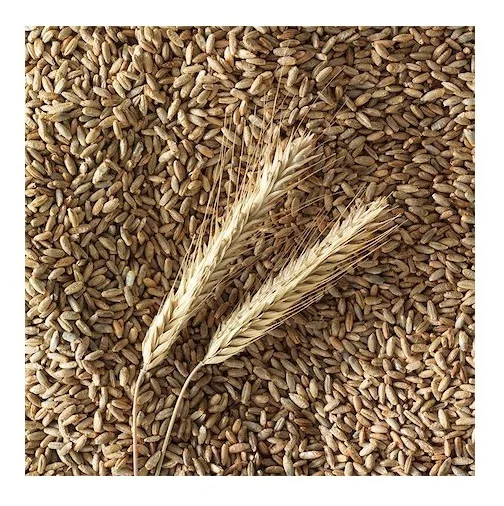 
Wholesale Dealer Of Cheapest Price Rye Grains 