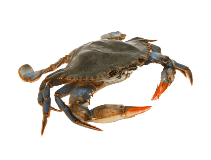 Грязевой краб