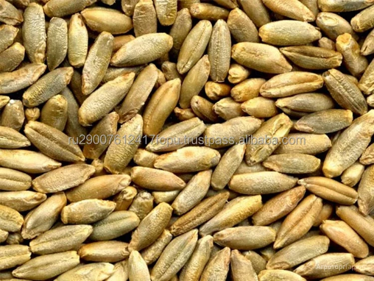 Уникальный «живой» источник питания категории 1-4 rye, который поддерживает и восстанавливает здоровье оптом, зерно rye