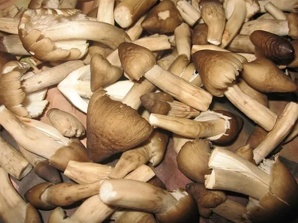 Cheapest Price Canned Brine Peeled Straw Mushrooms / WHATSAPP +84 845 639639