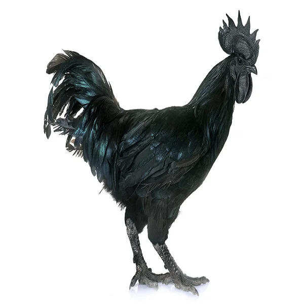 Ayam cemani куриное яйцо