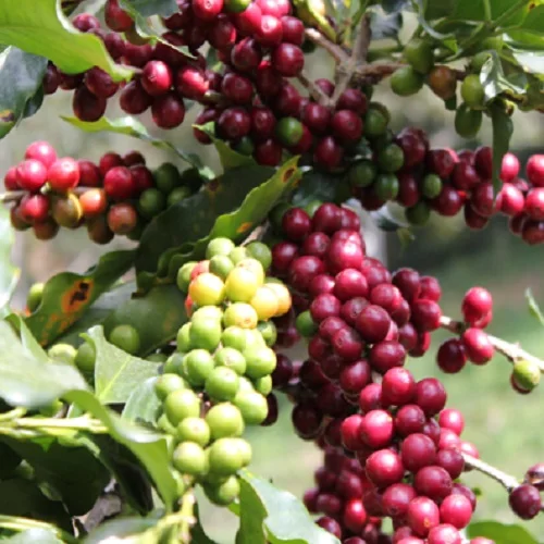  Высококачественная Органическая нежареная Арабика класса 1 из Вьетнама с хорошим вкусом в наличии готов к экспорту