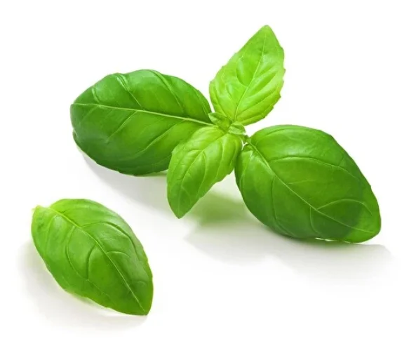 Fresh Basil Bulk High Quality from Turkey Wholesale Green Color Flat Leaf 2022