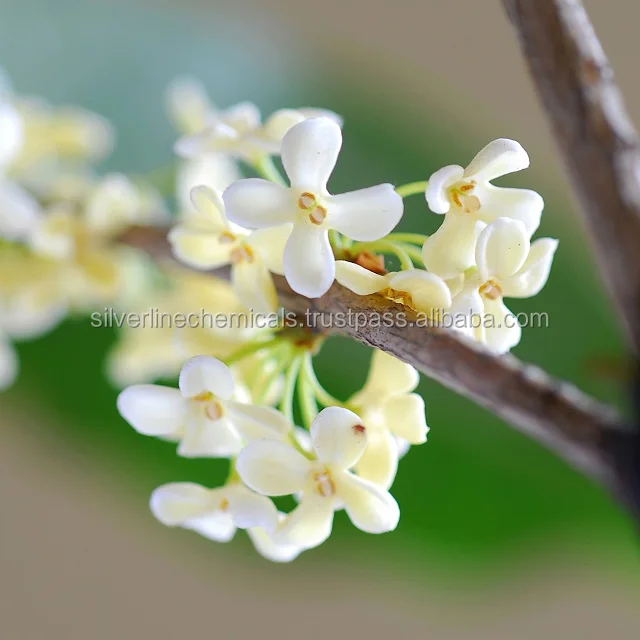 India Manufacturer Osmanthus Essential Oil