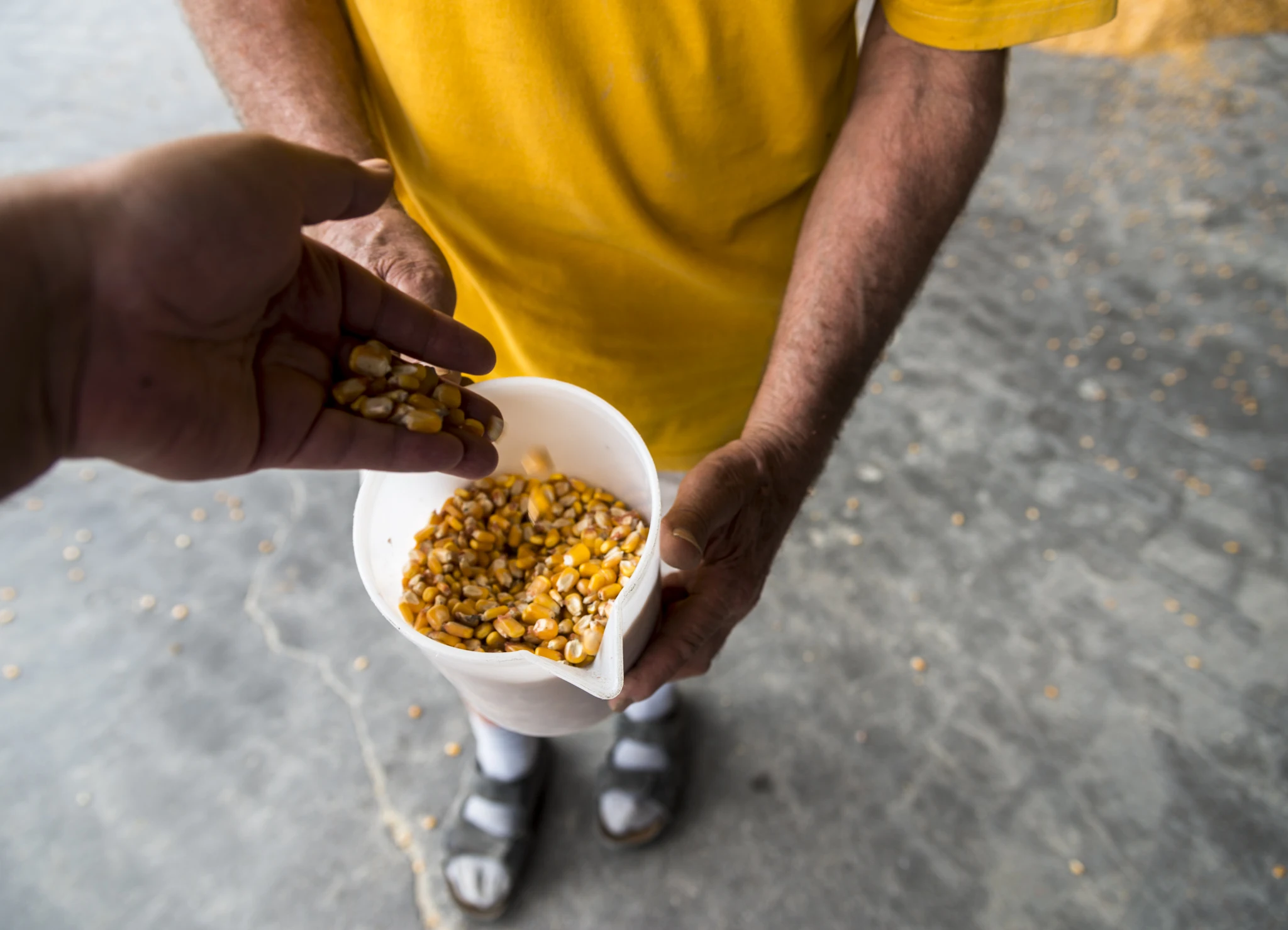 100% made in Italy Corn flour yellow for polenta  1bags/1 ton polenta ready in 45 minutes kosher glutenfree