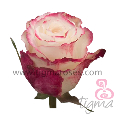 Ecuadorian rose SWEETNESS fresh natural flower long stem cut rose for wholesale and wedding from Tigma