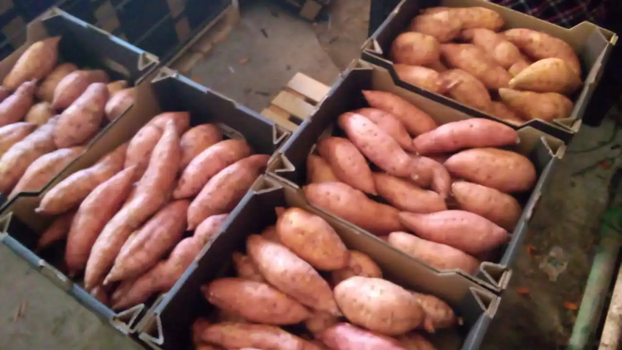 A1 супер сладкий картофель