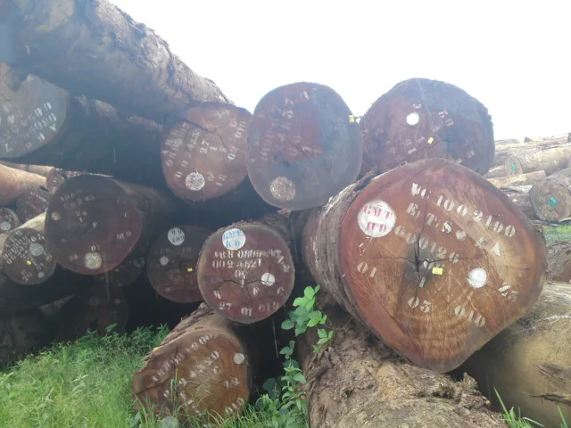 Оптовый поставщик деревянных бревен венге для продажи по низкой цене, большое количество деревянных бревен венге