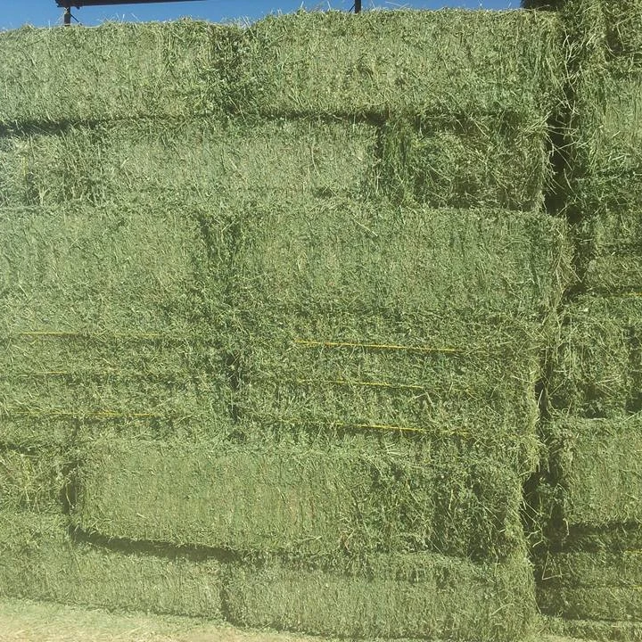 
Alfalfa Hay 