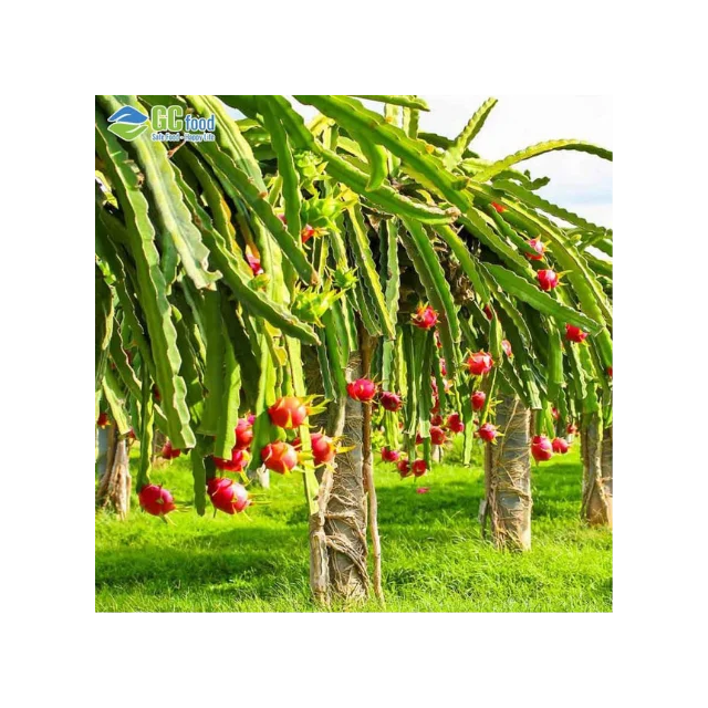 Best Price Red Fresh Dragon fruit - 100% Natural Sweet made in Viet Nam