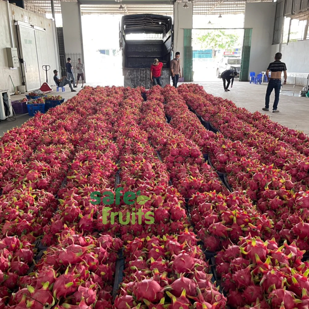 Best Product Organic Red/White Fresh Dragon Fruit High Quality Dragon Fruit Specially Export to China Best Dragon Fruit Vietnam