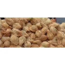 Semi Husk Coconut Premium export quality