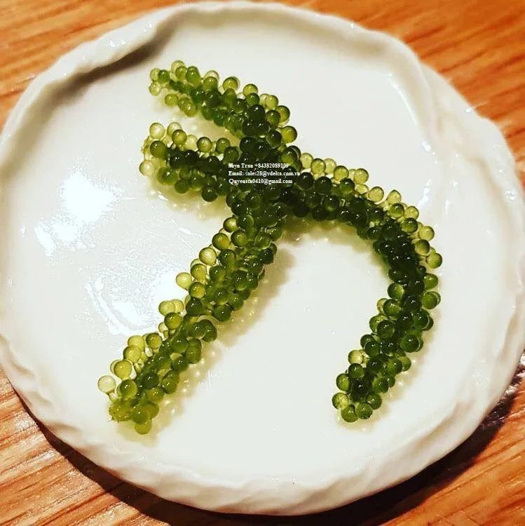 Hot Sales Sea grapes/ Salted  Green caviar // Whatsapp +84382089109