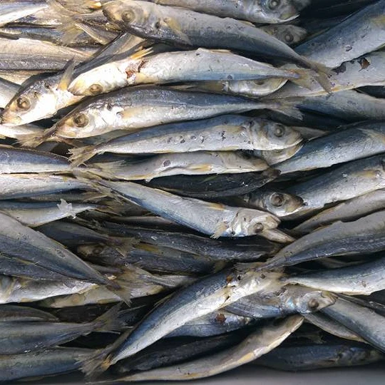 
Dried Round Scad Fish BODY BRC Piece Vacuum Pack Southern Puffer 