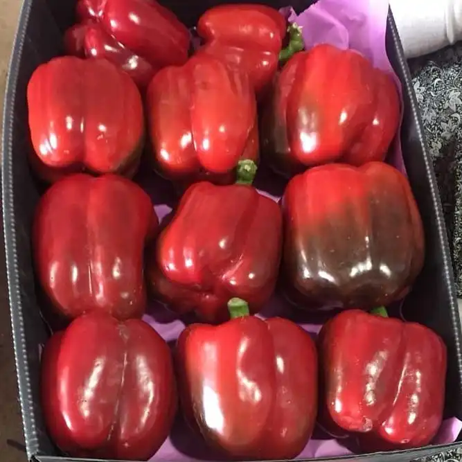 Fresh Capsicum Cheap Bell Pepper Green Yellow Red Sweet