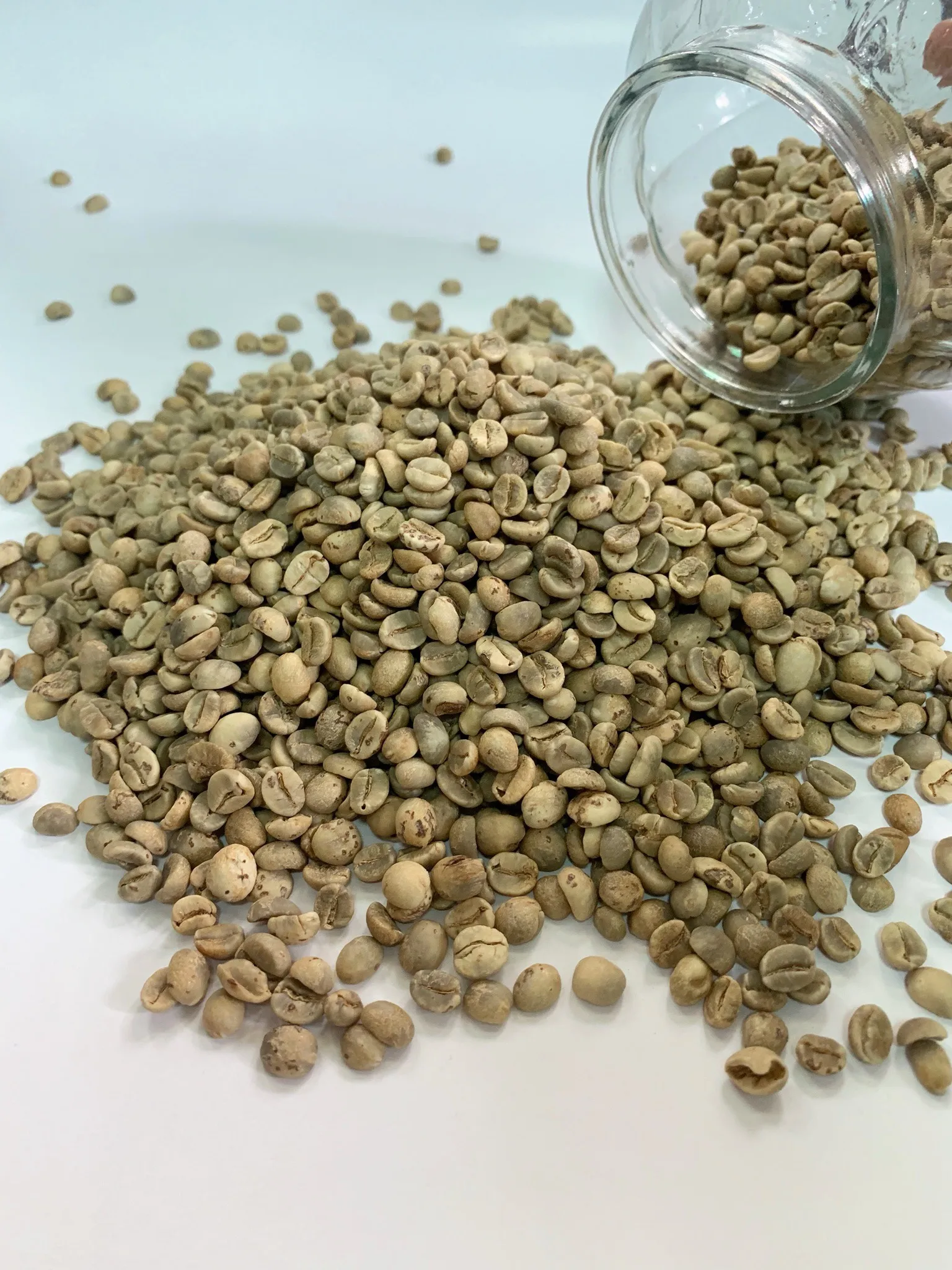 VIETNAM ROBUSTA COFFEE BEANS R1S16, R1S18 CLEANED, WASHED, WET POLISHED FROM DIRECT SUPPLY  FOR EXPORT HIGH QUALITY BEST PRICE