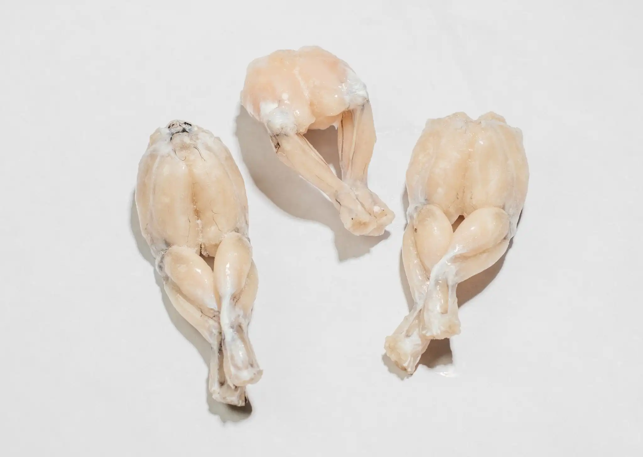 FROZEN Bull Frog Bulk Style Packaging at wholesale prices