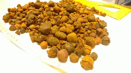 cow-ox-gallstones.jpg