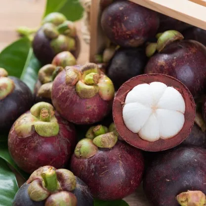 Vietnam  Mangosteen fresh fruit - Premium, high quality, clean farming, Global GAP, prestige, attractive price