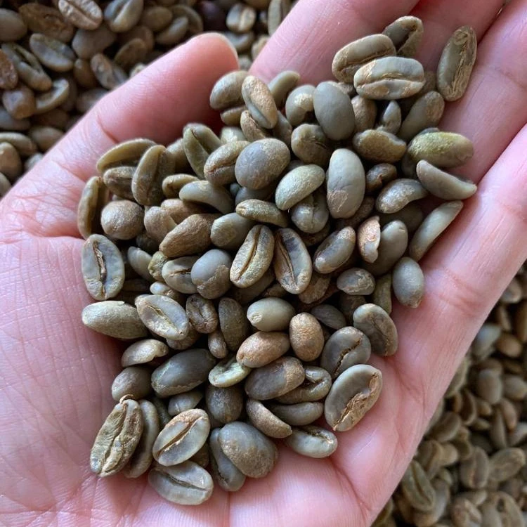  Вьетнамские высококачественные зеленые кофейные зерна ARABICA по хорошей цене SCR13/ SCR16/ SCR18 +