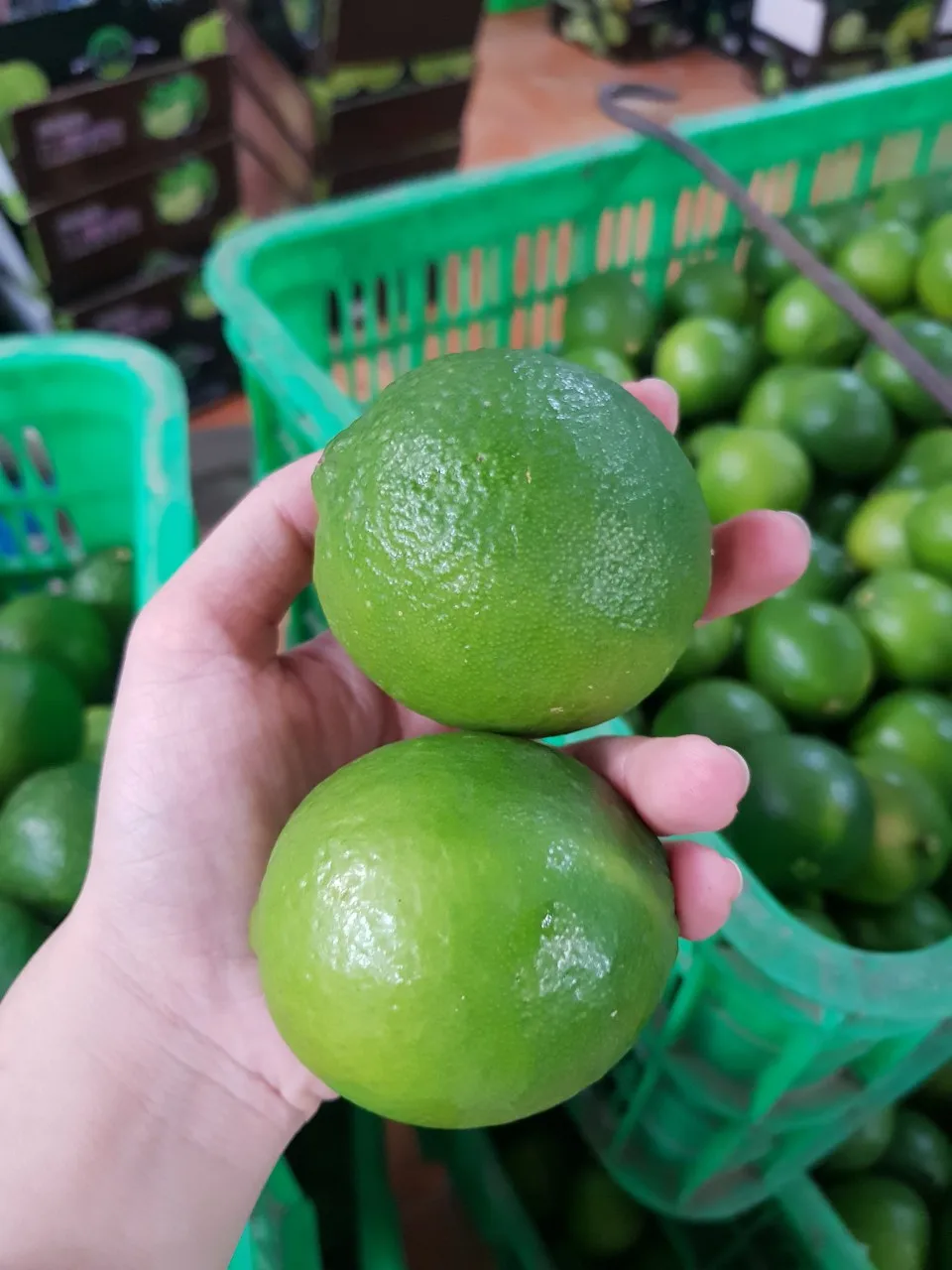 100% Maturity Round Green Seedless Lemon/ Seedless Lime With Sour Flavor To Make Delicious Food and Beverage/Vietnam Green Lemon