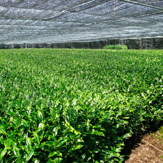 Hentic taste buy matcha green tea from japanese wholesale Saihou no kaori