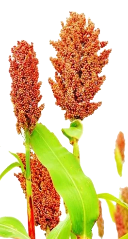 High quality handmade gluten free sorghum biscuits le margherite crisp cookies healthy snack made in Italy