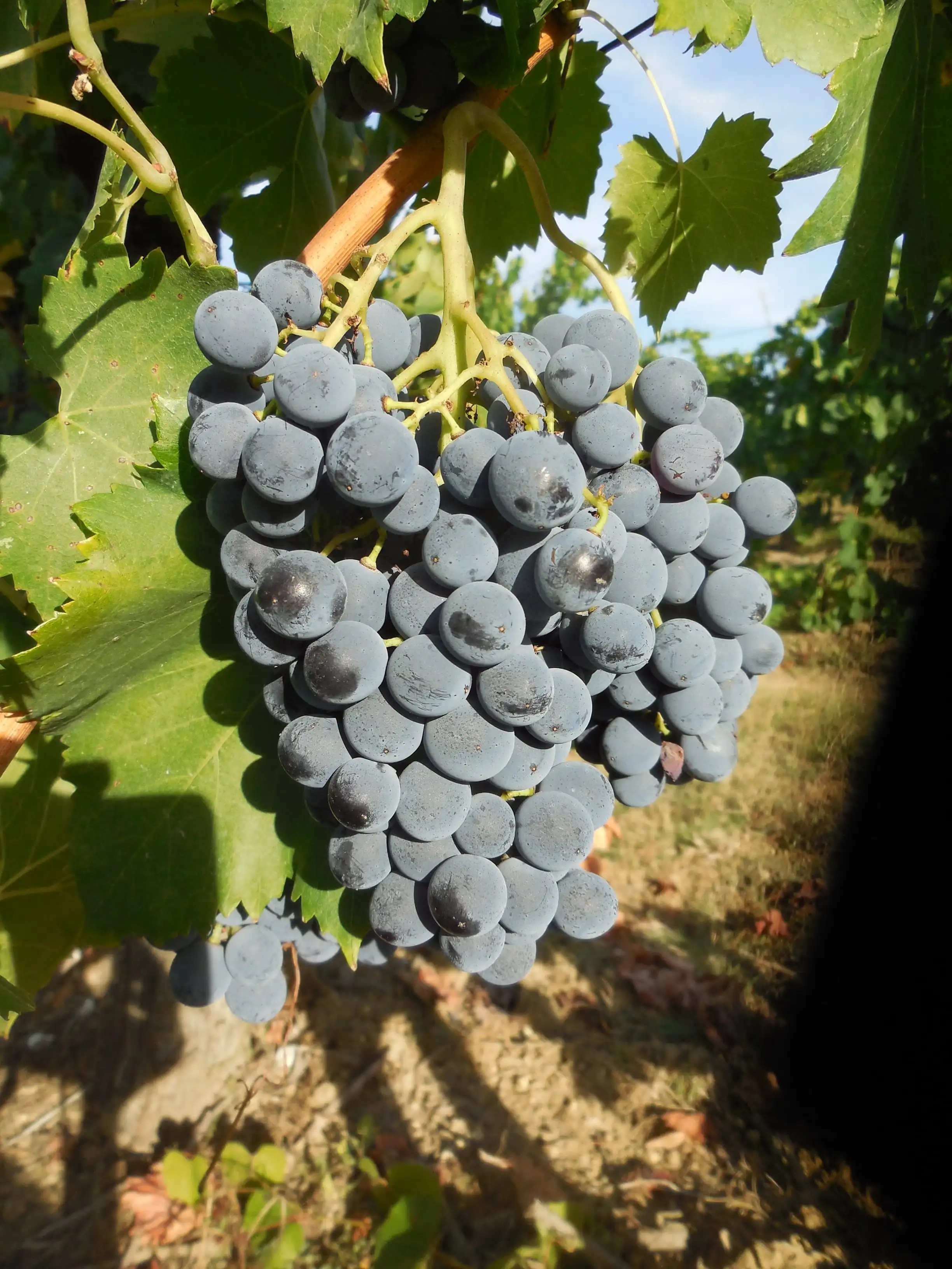 Высококачественный Итальянский винный столик Martavello Rosato Umbria