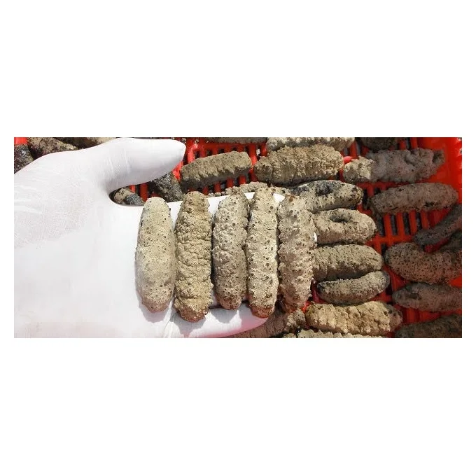 NATURAL DIFFERENT SIZE DRIED SEA CUCUMBER DRIED BLACK STICHOPUS JAPONICUS FROM VIETNAM