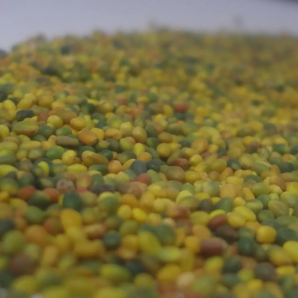 Семена Персидского клевера высшего качества