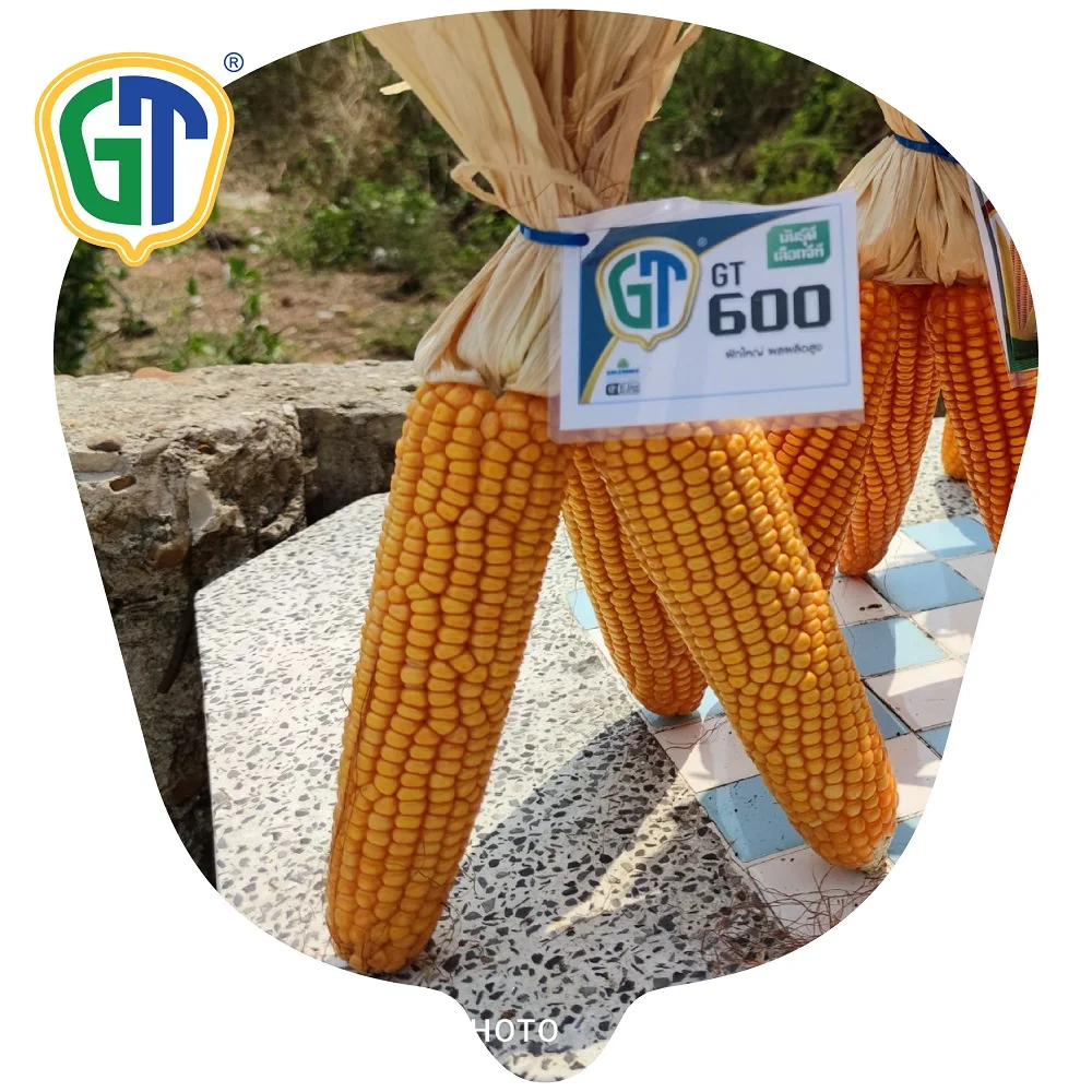 Hybrid f1 Heat Resistant  Yellow Corn Seed Vegetable Seed Maize Seed