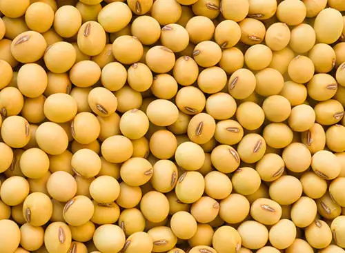 Organic soya beans for sale Best quality