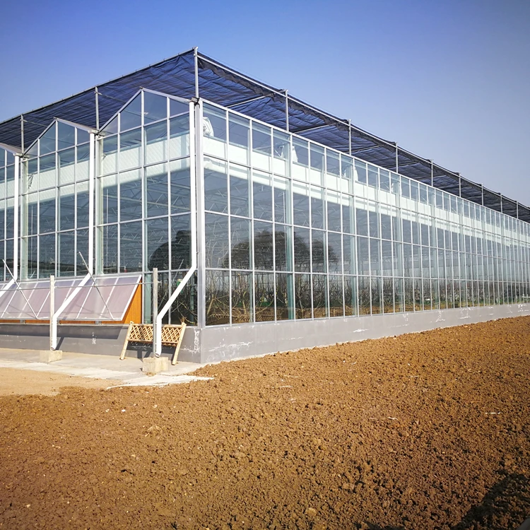 Large Automatic Intelligent Agricultural Glass Greenhouse with Soilless Culture Hydroponic Drip Irrigation System