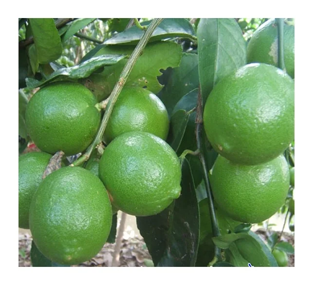 Вьетнамский новый урожай 2022, недорогой свежий цитрусовый Лайм без семян/Дженни (+ 84 358485581)