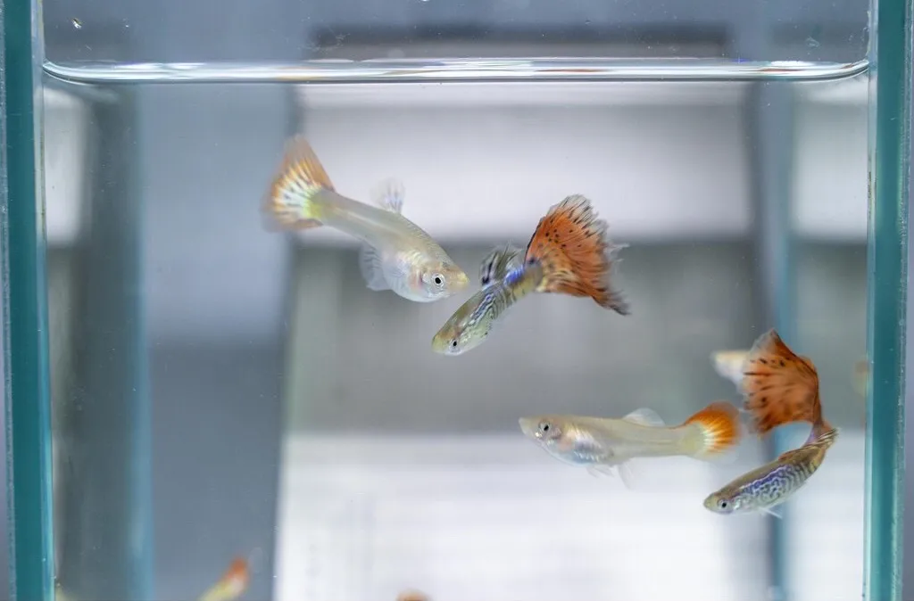 
SNAKE SKIN RED TAIL MOSAIC GUPPY FISH - Multicolor Thailand Guppy Fish Premium Quality Ornamental Aquariums 