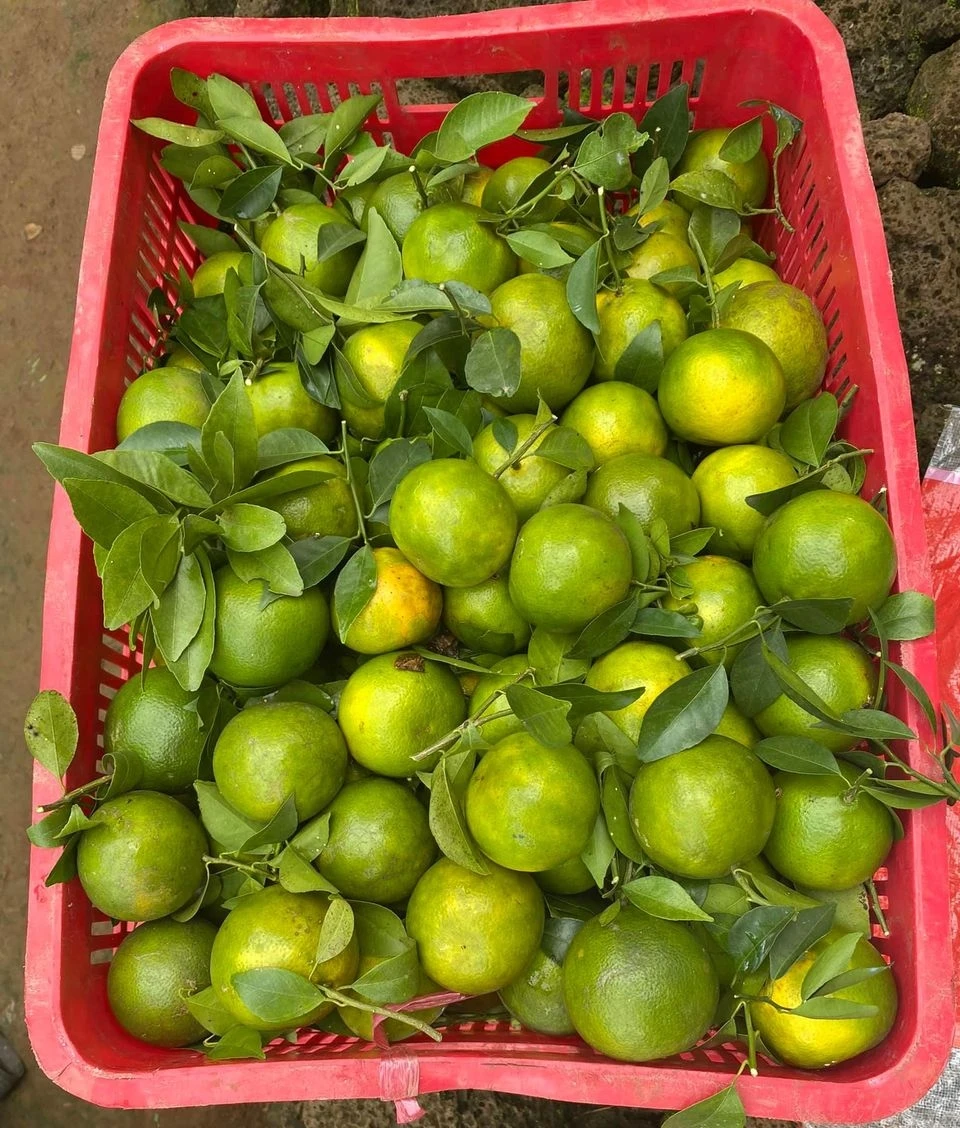 High Quality Green tangerine fruit- Best Quality Good Taste Fresh Fruit Green tangerin Newest crop Natural sweet taste