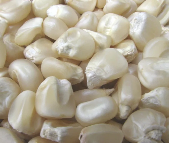 
Белая кукуруза, поставщики белой кукурузы, желтая кукуруза без ГМО/белая кукуруза/Кукуруза для продажи 